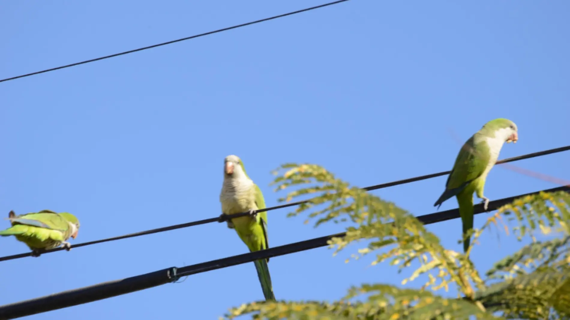 Loros monje en La Paz